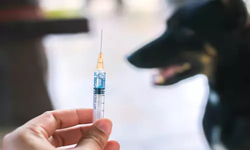 மெரினாவில் 132 நாய்களுக்கு ரேபிஸ் தடுப்பூசி: மாநகராட்சி நடவடிக்கை