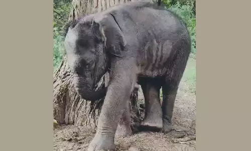 4வது நாளாக குட்டி யானையை தாயுடன் சேர்க்கப் போராடும் வனத்துறை