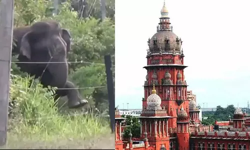 மின் வேலிகளில் சிக்கி யானைகள் உயிரிழந்தால்... மின்வாரியத்திற்கு உயர் நீதிமன்றம் எச்சரிக்கை