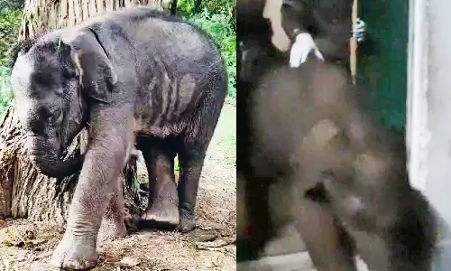 தாயை பிரிந்த குட்டி யானை முதுமலை முகாமுக்கு மாற்றம்