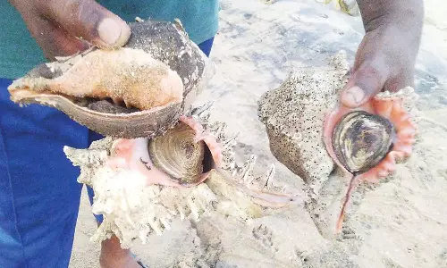 மாமல்லபுரம் கடலில் சிக்கும் முள் சங்கு ரூ.25 ஆயிரம் வரை விலை போகிறது