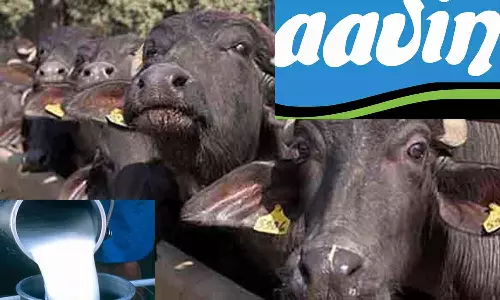 2 ஆயிரம் எருமைகளை தத்து எடுத்த ஆவின் நிறுவனம்