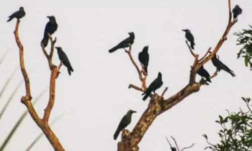 முதன்முறையாக காகங்களுக்கு பறவை காய்ச்சல் உறுதி