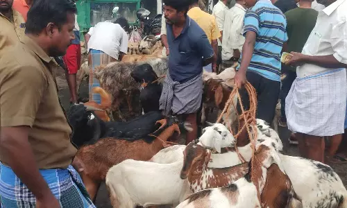 பொள்ளாச்சி சந்தையில் ரூ.1¼ கோடிக்கு ஆடுகள் விற்பனை