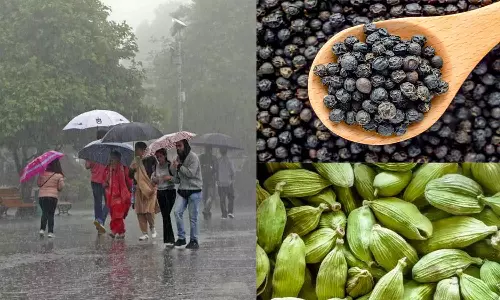 தென்மேற்கு பருவ மழை தொடக்கம் எதிரொலி: மிளகு, ஏலக்காய் விலை உயர்வு