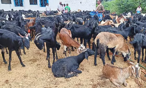 குந்தாரப்பள்ளி வாரச்சந்தையில் ரூ.7 கோடிக்கு ஆடுகள் விற்பனை