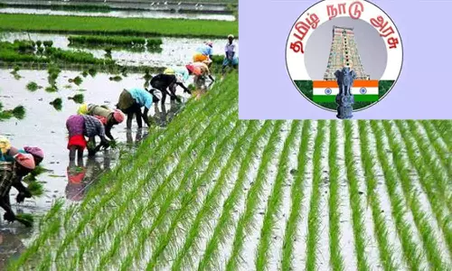 டெல்டா விவசாயிகளுக்கு குறுவை சாகுபடி சிறப்பு தொகுப்பு திட்டம்- தமிழக அரசு அறிவிப்பு