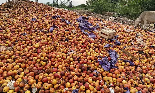 சாலையோரமாக கொட்டப்பட்ட ஆப்பிள் பழங்கள்