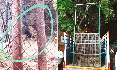 திருப்பத்தூரில் மக்களை அச்சுறுத்தி வந்த சிறுத்தை சிக்கியது