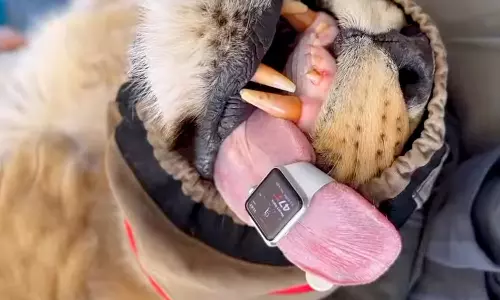 சிங்கத்தின் நாக்கில் கைக்கெடிகாரம்- வீடியோ வைரல்