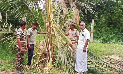 விளைநிலங்களுக்குள் புகுந்து யானைகள் அட்டகாசம்- விவசாயிகள் கவலை