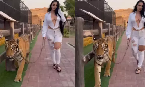 புலியை சங்கிலியால் கட்டி இழுத்து சென்ற பெண் பிரபலம்- வைரல் வீடியோ