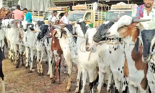 நாளை மறுநாள் பக்ரீத் பண்டிகை கொண்டாட்டம்-  ரூ.4 கோடிக்கு ஆடுகள் விற்பனை