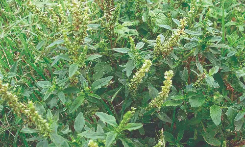 முள்ளுக்கீரையின் மருத்துவ குணம்