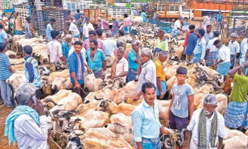 பக்ரீத் பண்டிகை: போச்சம்பள்ளி வார சந்தையில் ரூ.8 கோடிக்கு ஆடுகள் விற்பனை