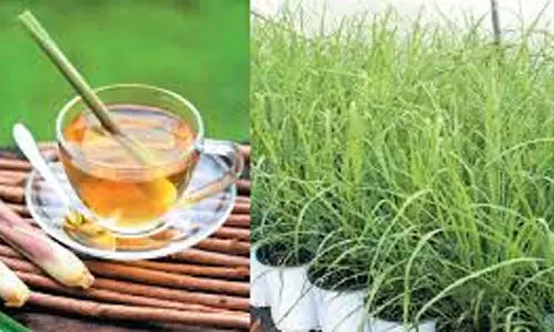 உடல் எடை குறைய... லெமன் கிராஸ் டீ