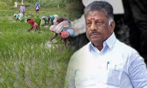 குறுவை தொகுப்பு திட்டம்: பெரும்பாலான விவசாயிகளுக்கு பயனளிக்காத ஓர் ஏமாற்று திட்டம்- ஓபிஎஸ்