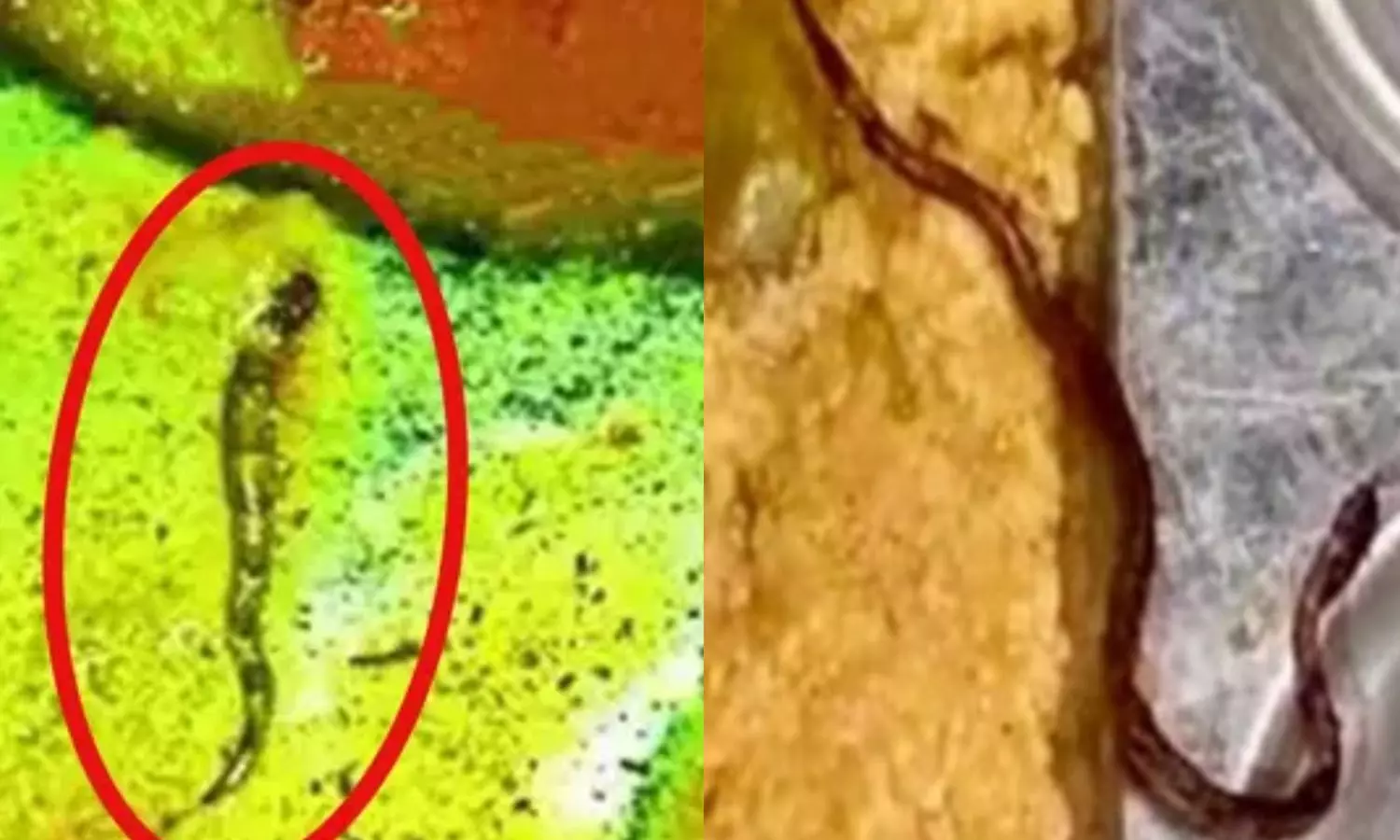 மெஸ் உணவில் மிதந்த பாம்பு.. போராட்டத்தில் குதித்த மாணவர்கள் - அரசுக் கல்லூரியில் பரபரப்பு