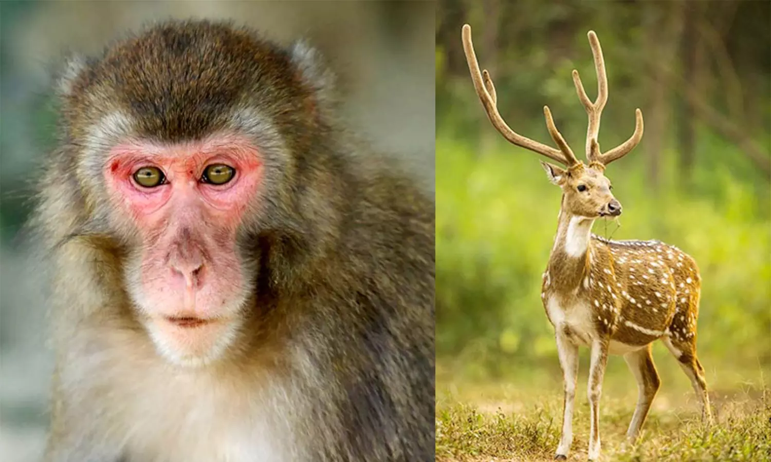 மதுரை வனக்கோட்டத்தில் வனஉயிரினங்கள் மர்மமான முறையில் உயிரிழப்பு