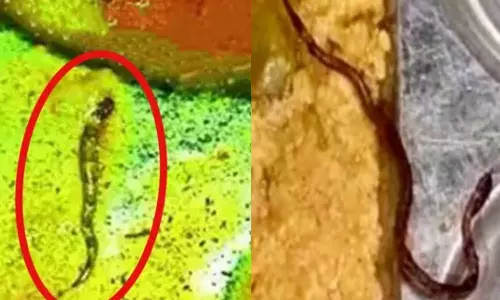 மெஸ் உணவில் மிதந்த பாம்பு.. போராட்டத்தில் குதித்த மாணவர்கள் - அரசுக் கல்லூரியில் பரபரப்பு