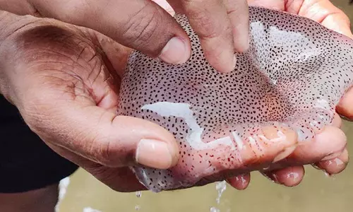 அரியமான் கடற்கரையில் குளித்த சுற்றுலாப் பயணிகளை ஜெல்லி மீன்கள் கடித்ததால் பரபரப்பு