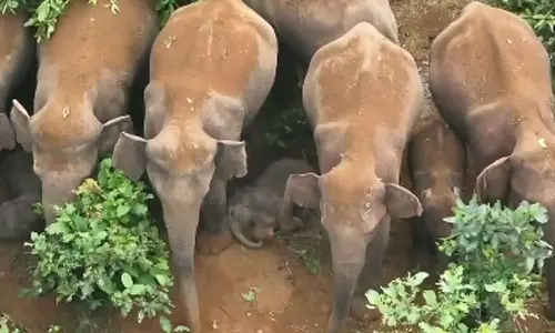 இசட் பிளஸ் பாதுகாப்பில் தூங்கும் குட்டி யானைகள்- வீடியோ வைரல்