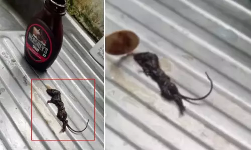 சாக்லேட் சிரப்-இல் செத்து கிடந்த எலி - செம கூலாக பதில் அளித்த நிறுவனம்