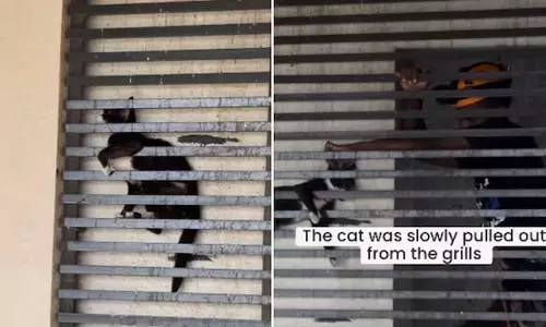 20 மாடி கட்டிடத்தில் கிரில்களுக்கு இடையே சிக்கிய பூனை மீட்பு- வீடியோ வைரல்