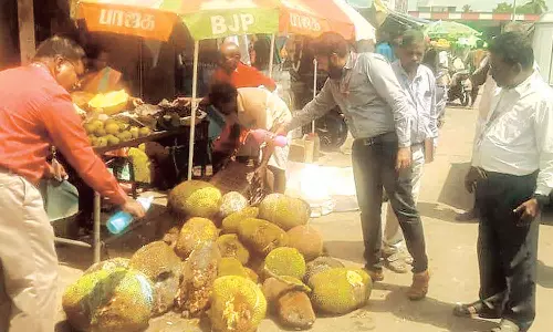 கெட்டுப்போன பலாப்பழங்கள் பினாயில் ஊற்றி அழிப்பு