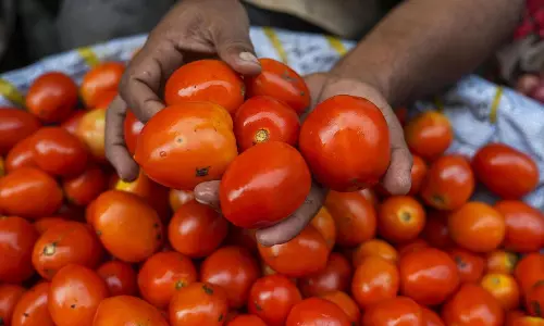 மழையால் வரத்து பாதிப்பு: தக்காளி விலை உயர்வு