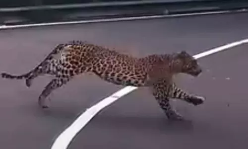 திம்பம் மலைப்பாதையில் சிறுத்தை நடமாட்டம்