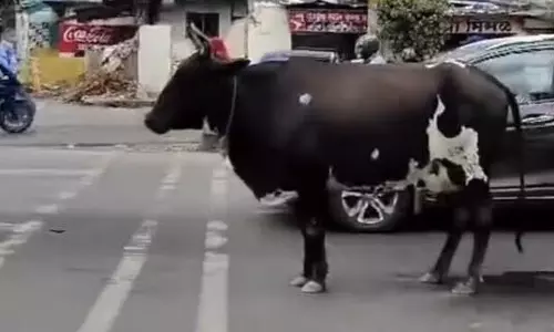 போக்குவரத்து சிக்னலுக்காக காத்திருந்த மாடு- வீடியோ