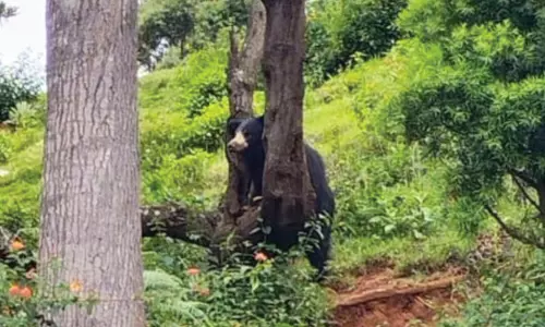 மரத்தின் இடுக்கில் தலை சிக்கி தவித்த கரடி