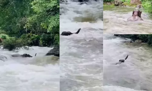 வெள்ளத்தில் அடித்து செல்லப்பட்டபோதும் போராடி கரையைக் கடந்த யானை