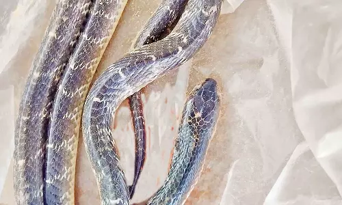 மகளை கடித்த பாம்புடன் ஆஸ்பத்திரிக்கு வந்த பெற்றோரால் பரபரப்பு