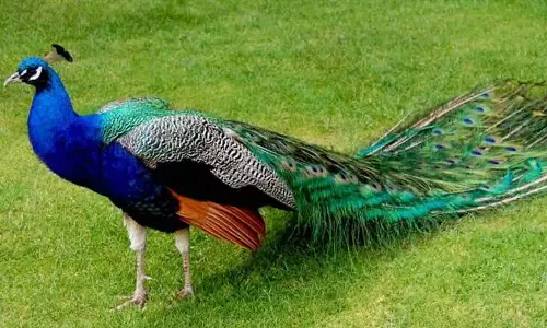 மயில் இறகின் மகத்துவம்!