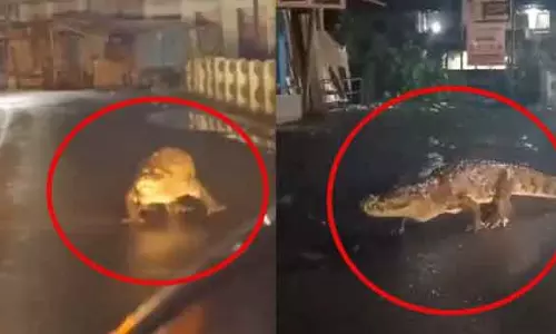 ஊருக்குள் உலா.. வாகனங்களுக்கு மத்தியில் வாக்கிங் சென்ற முதலை - வீடியோ வைரல்