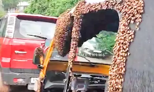 ஆட்டோவில் கூடு கட்டிய தேனீக்கள்