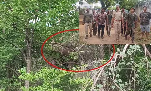 கோபிசெட்டிபாளையம் அருகே ஊருக்குள் புகுந்த யானை