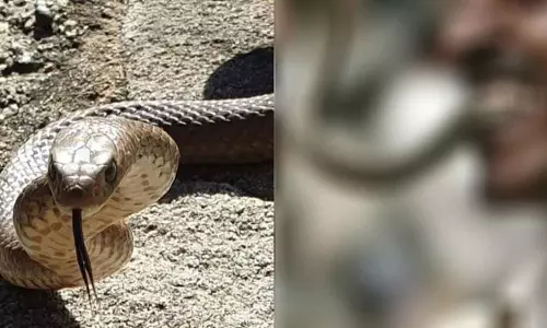 கடித்த பாம்பை 3 முறை திருப்பி கடித்து கொன்ற வாலிபர்