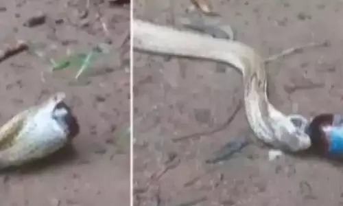 மருந்து பாட்டிலை விழுங்கிய பாம்பு- வீடியோ வைரல்