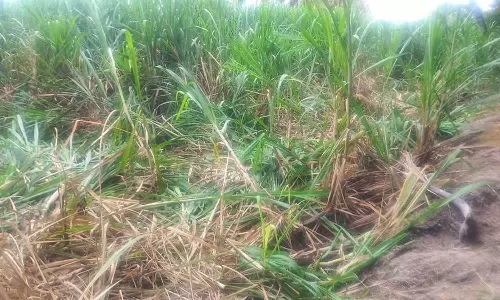 கரும்பு தோட்டத்தில் புகுந்து யானை கூட்டம் அட்டகாசம்- நஷ்டஈடு வழங்க விவசாயிகள் கோரிக்கை