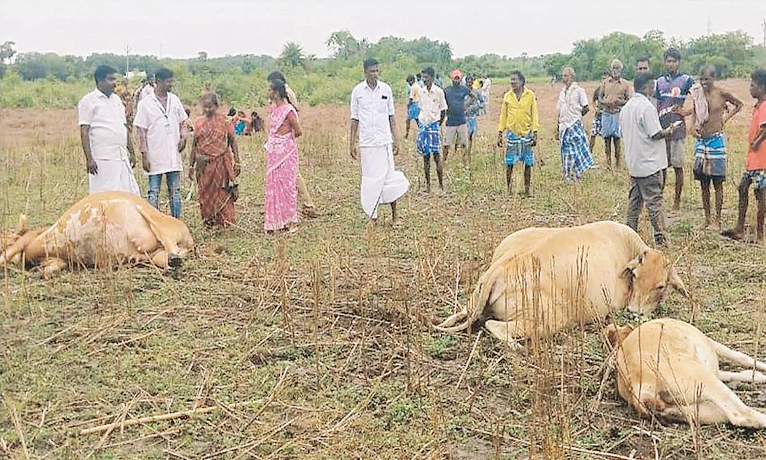 விக்கிரவாண்டி அருகே மேய்ச்சலுக்கு சென்ற 6 பசுமாடுகள் மின்சாரம் தாக்கி பலி