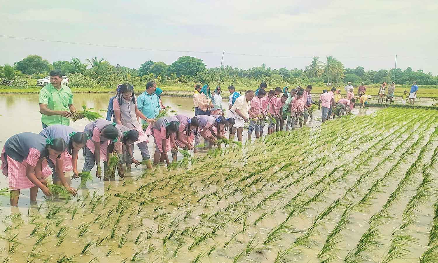 தஞ்சையில் நாட்டுப்புற பாடல் பாடியபடி உற்சாகமாக நாற்று நட்ட மாணவ- மாணவிகள்