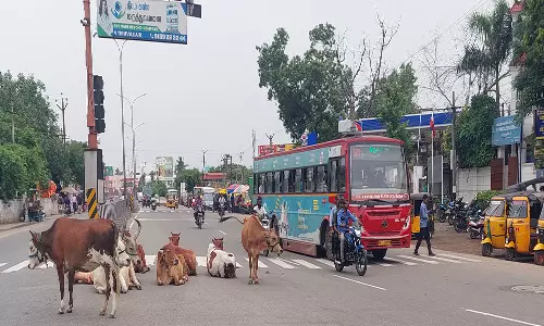 திருவள்ளூரில் சாலையில் சுற்றும் மாடுகளால் திணறும் வாகன ஓட்டிகள்