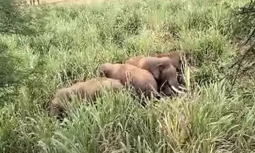 தாளவாடியில் கரும்பு தோட்டத்தில் புகுந்த காட்டு யானைகள் கூட்டம்