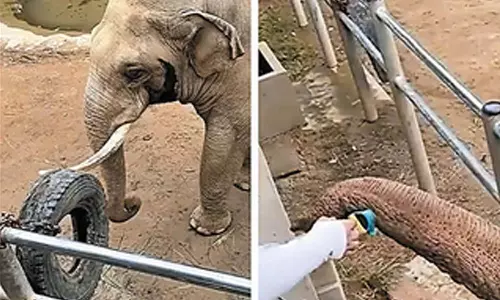 வைரலான யானையின் கருணை- வீடியோ