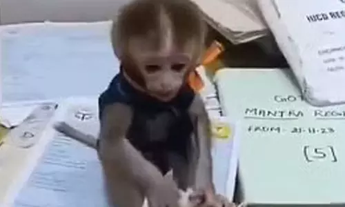 மருத்துவமனையில் குரங்குடன் கொஞ்சி விளையாடி, ரீல்ஸ் எடுத்த செவிலியர்கள் சஸ்பெண்ட்