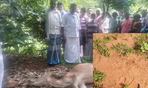 எடப்பாடி அருகே சிறுத்தை மீண்டும் அட்டகாசம்