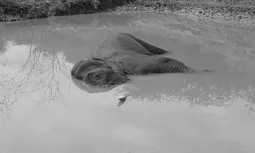மேட்டுப்பாளையத்தில் சேற்றில் சிக்கி உயிரிழந்த காட்டு யானை